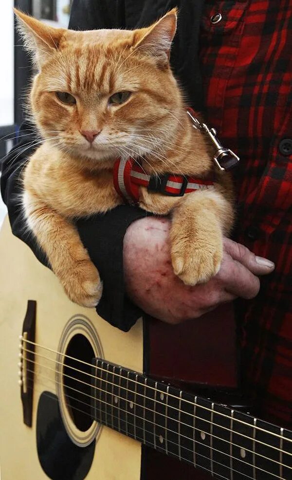 Кот боб. Джеймс Боуэн. Уличный кот Боб Джеймс Боуэн. Кот Боб и уличный музыкант Джеймс Боуэн.