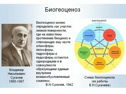 Класс биоценоз