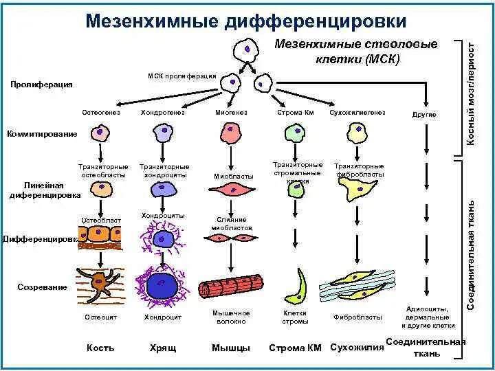 Признаки дифференцировки клеток зародыша появляются. Стволовые клетки схема дифференцировки. мезенхимальные стволовые клетки дифференцировка. схема дифференцировки в клеток. схема дифференцировки стволовых клеток.