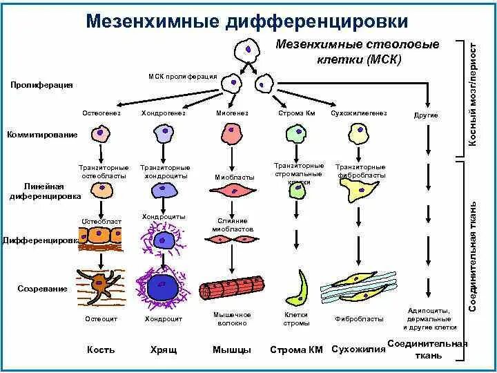 Гены онтогенеза. Мезенхимальные стволовые клетки дифференцировка. Схема дифференцировки стволовых клеток. Стволовая клетка дифференцировка. Дифференцировка мезенхимы.