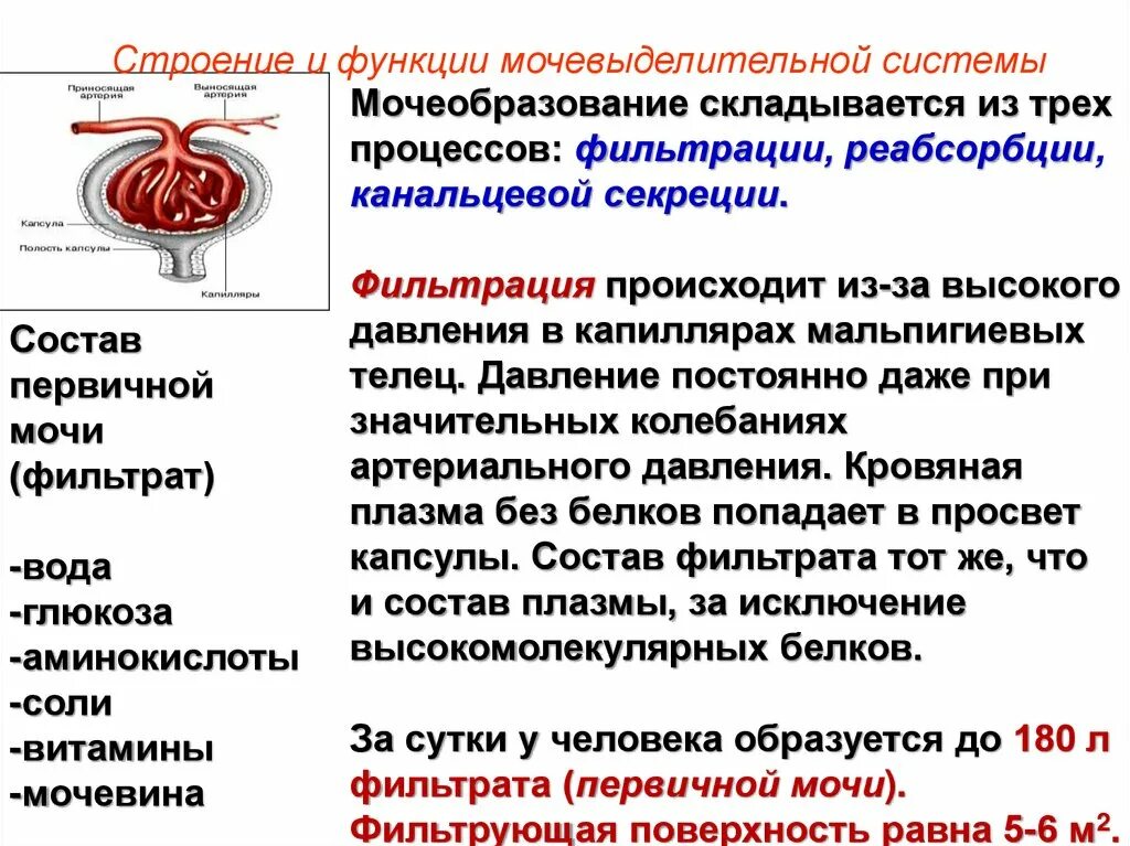 Функции мочевыделительной системы. Строение и функции органов мочевыделительной системы. Функции мочевыделительной системы кратко. Функции всех структур мочевыделительной системы. Выделение строение и функции мочевыделительной системы презентация