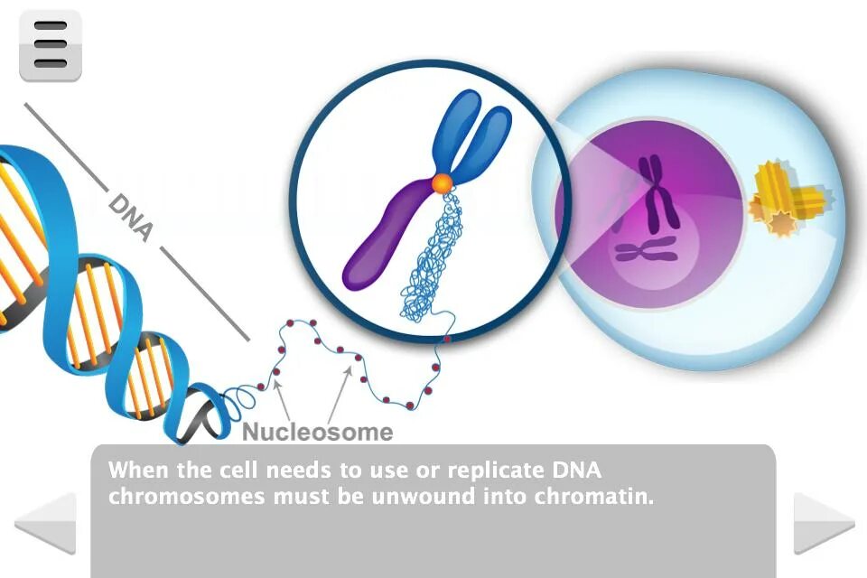 ДНК И хромосомы. Удвоение ДНК хромосомы. Спасибо за внимание генетика хромосома. Молекулярная генетика обои.