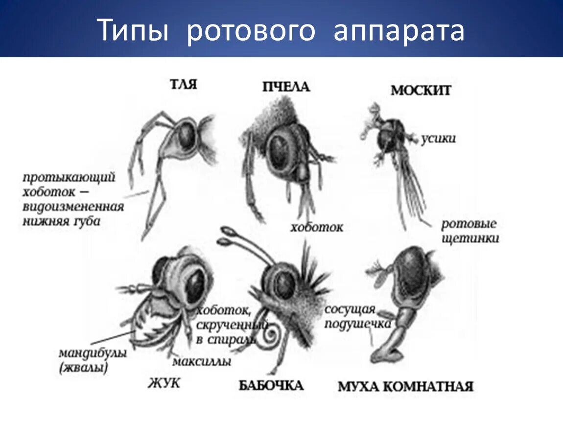 Типы ротовых аппаратов. Сосущий ротовой аппарат. Виды ротовых аппаратов у насекомых. Колюще-сосущий ротовой аппарат насекомых.