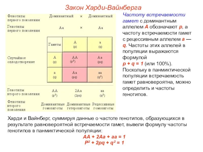 Сколько вариантов генотипов. Формула закона харди вайнберга для 2 аллелей. харди вайнберга для 3 аллелей. формула харди вайнберга для вычисления частоты. частоты аллелей и генотипов.