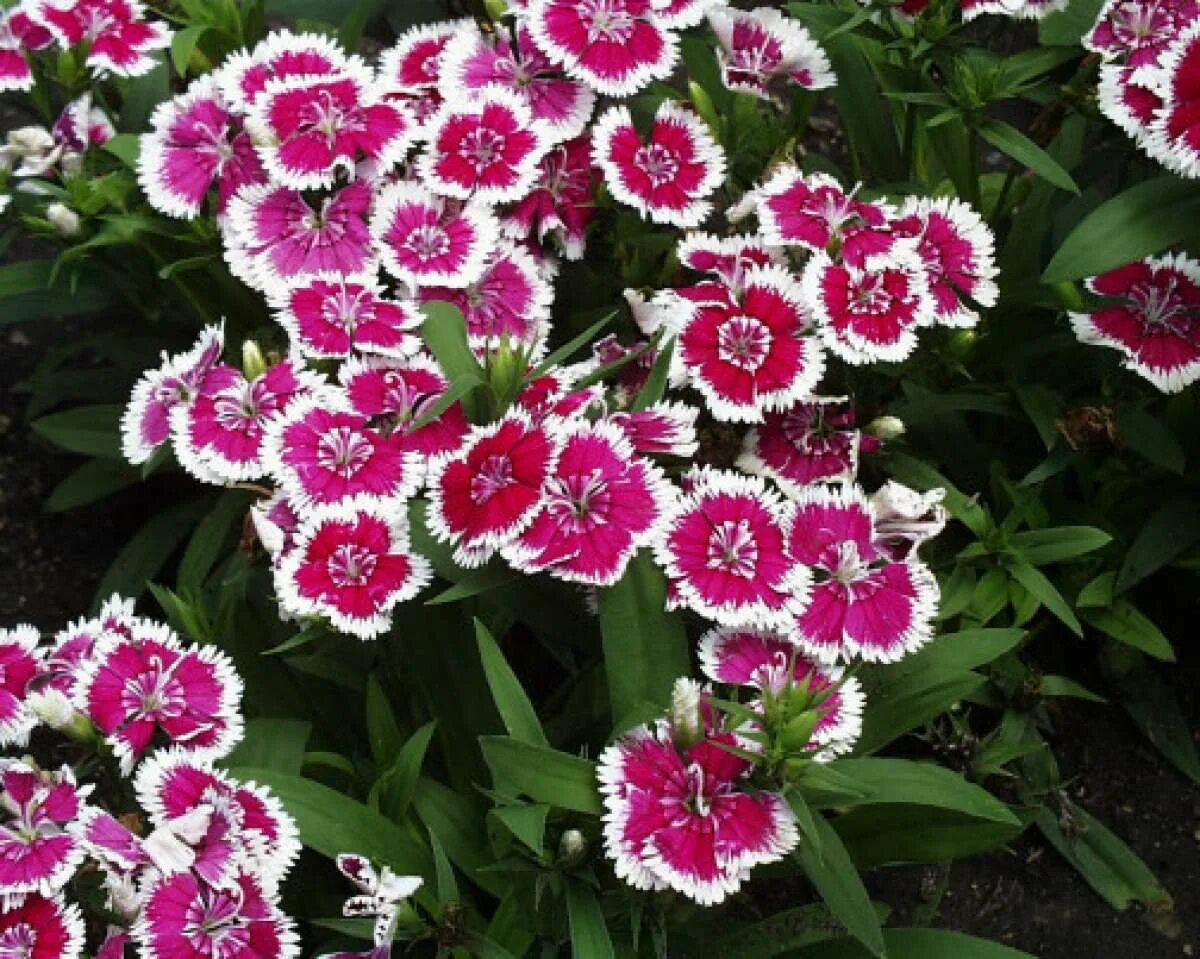 Гвоздики садовые выращивание. Гвоздика Альпийская Dianthus Alpinus. Гвоздика гратианополитанская Роуз. Гвоздика гратианополитанская Desmond. Диантус гвоздика Садовая.