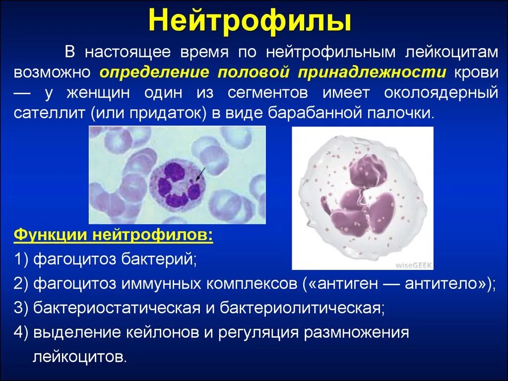 Селезенка лейкоциты. Гранулоцитарные нейтрофилы,. Нейтрофильный сегментоядерный лейкоцит строение. Нейтрофильные гранулоциты строение. Нейтрофильные гранулоциты сегментоядерные функции.