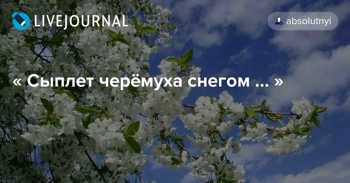 Стихотворение есенина сыплет. Сыплет черёмуха снегом Есенин. Стих Есенина сыплет черёмуха снегом. Стихотворение сыплет черемуха снегом Есенин.