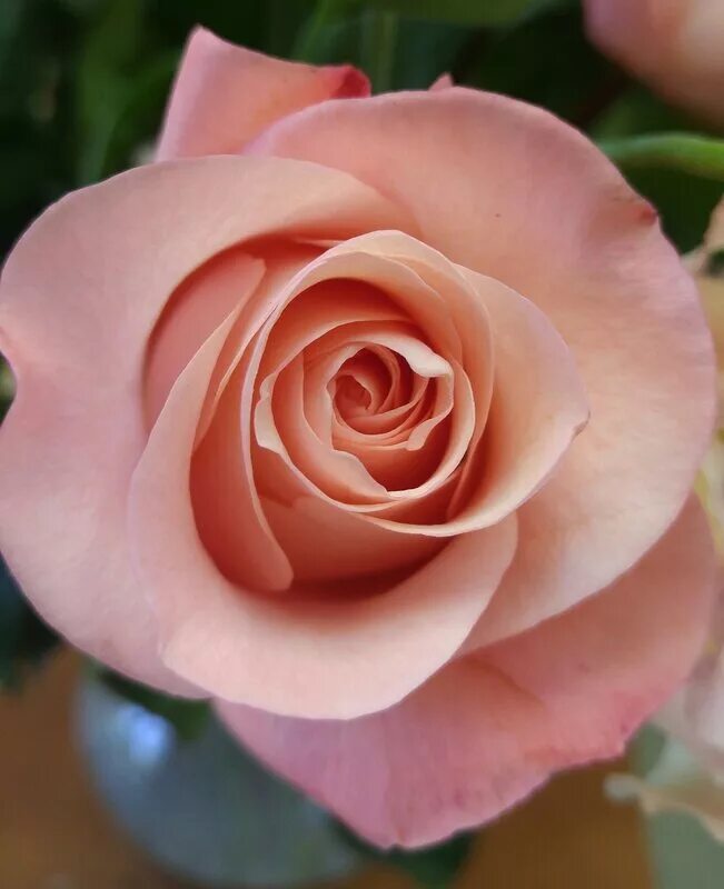 сорт роз пинк флойд. роза чайно-гибридная «седукцион». роза паулина эквадор. роза эвер пинк. роза флорибунда малиновая.