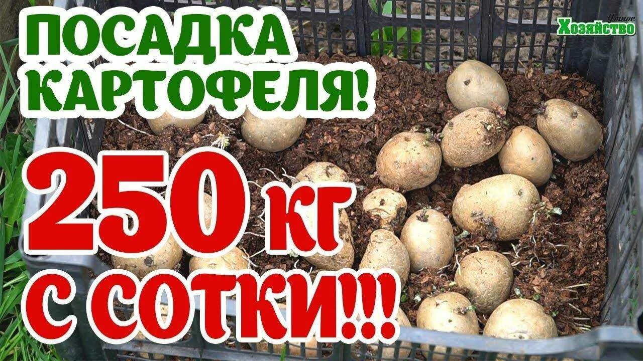 Посадка картофеля сколько на сотку. Урожай картофеля с сотки. Урожайность картофеля. Урожай картофеля с 1 сотки норма. Секреты посадки картошки.