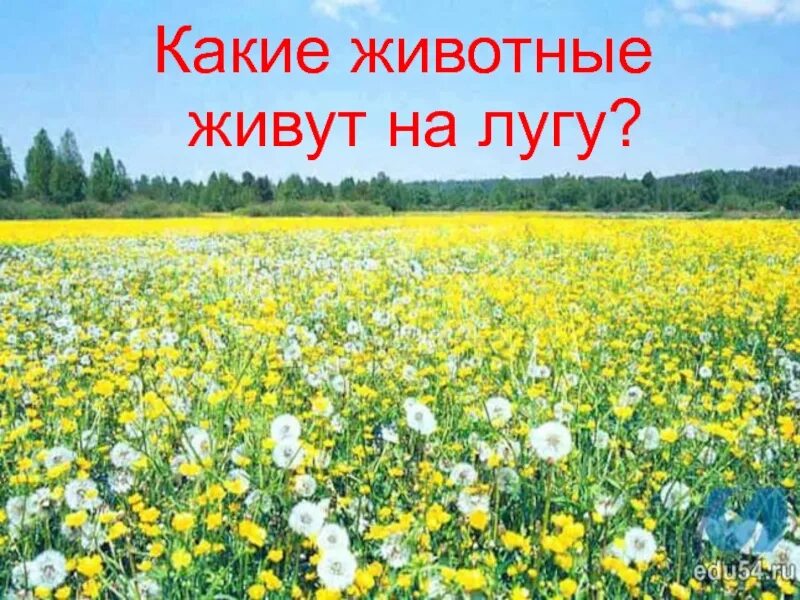 Луг располагается. Животные которые живут на лугу. на лугу живут. растения которые живут на лугу. растения и животные луга омской области.