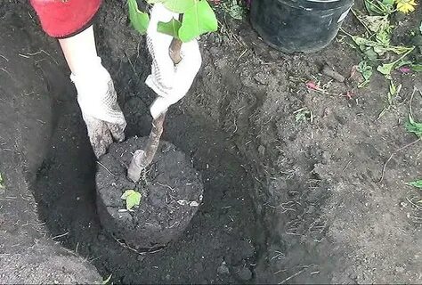 Саженец груши с закрытой корневой системой