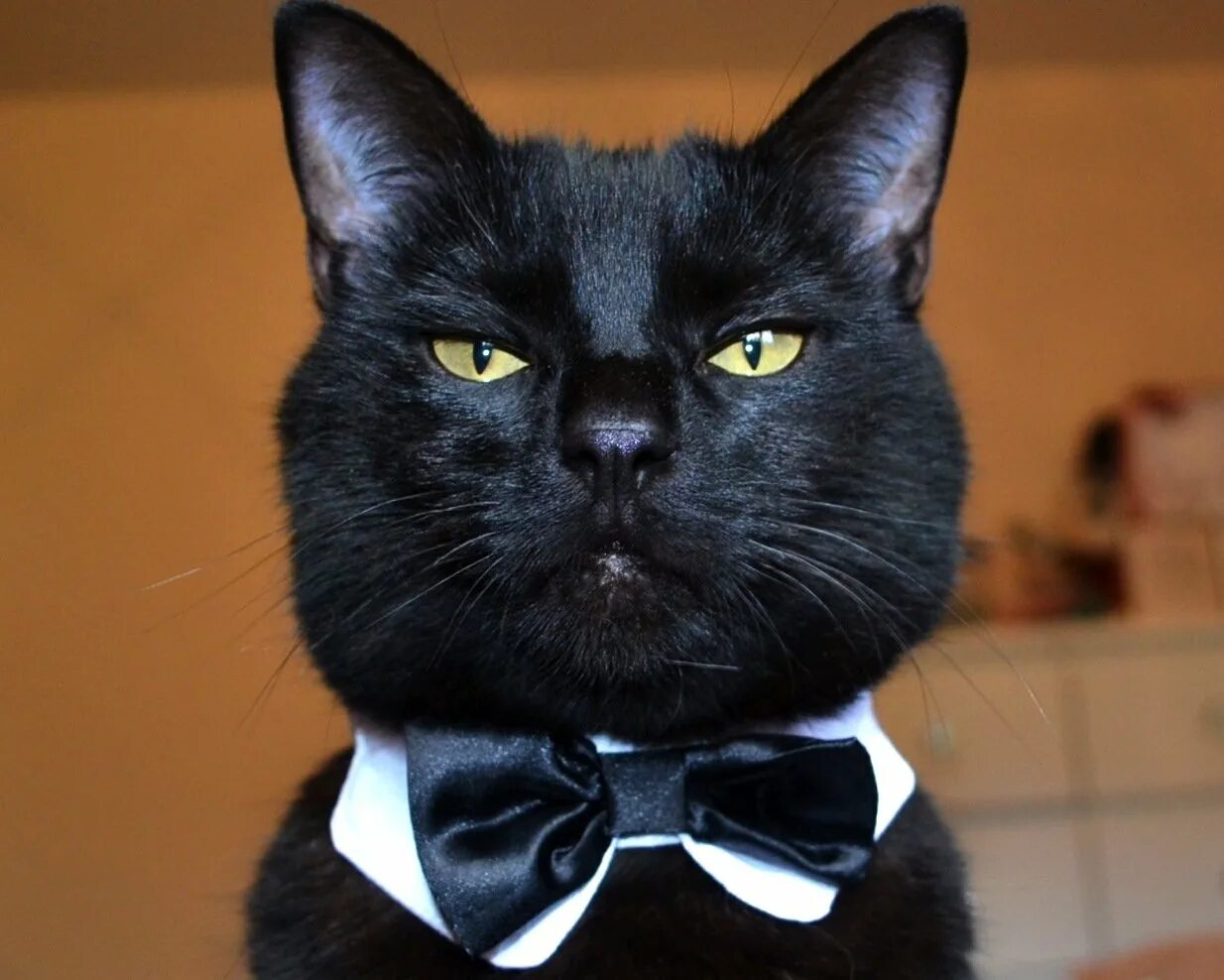 Мистер кот. Серьезный кот. Коты в смокинге. Господин кот. Белый галстук у черного кота 7 букв