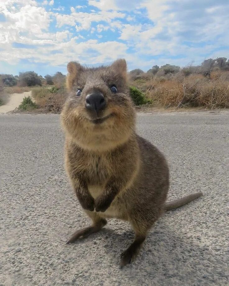 Кенгуру Квокка. Австралийский зверек Квокка. Австралийская кенгуру Квокка. Карликовый кенгуру Квокка.