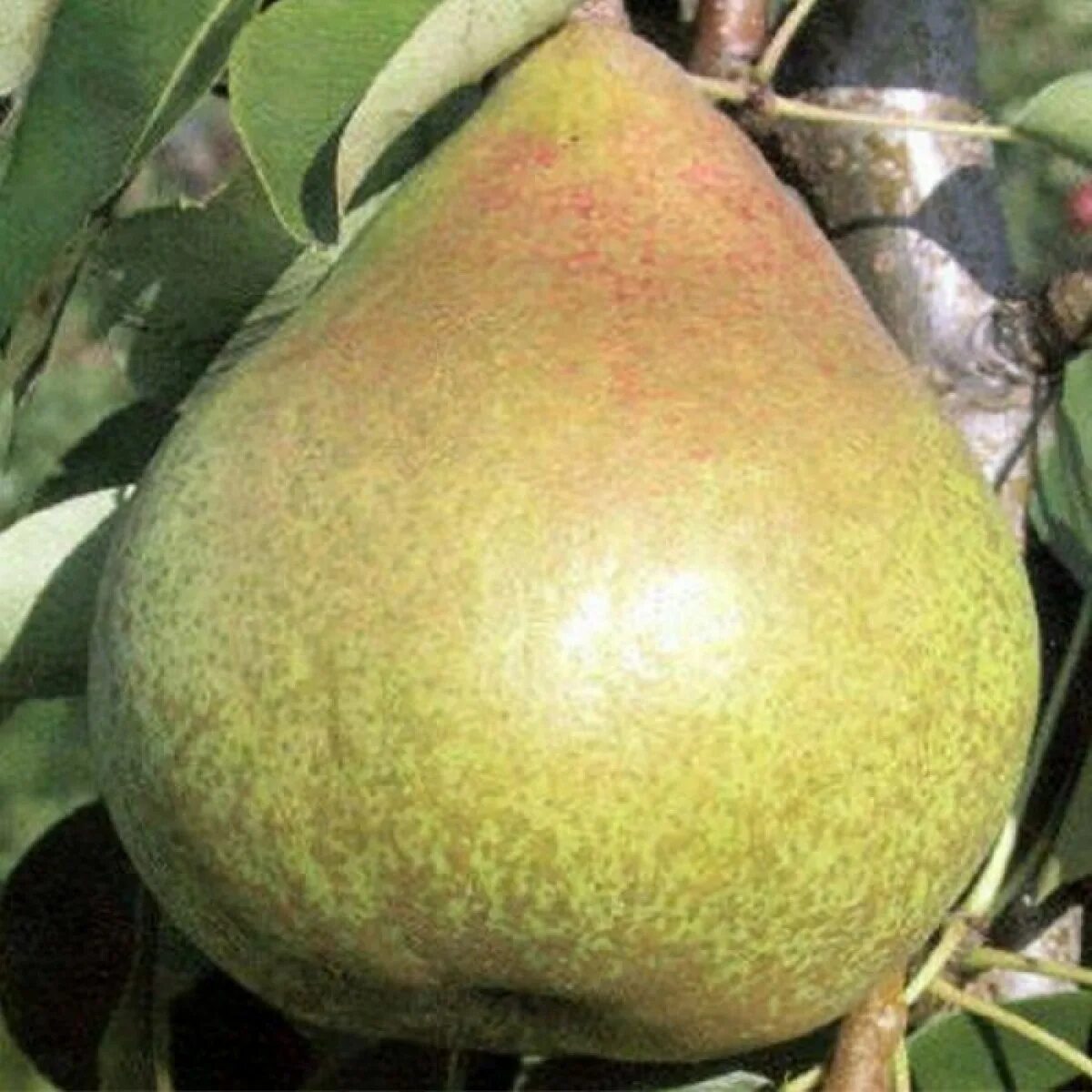 Груша на белом фоне. Ккал груша вильямс. Груша краснобокая дерево. Строение груши. Груша королла.