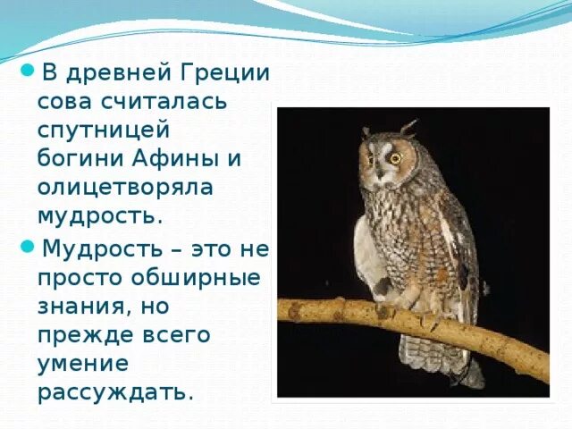 Сова символ мудрости и знаний. Филин символ мудрости. Сова Греция. Сова как символ мудрости.