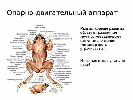 Опорно двигательная система земноводных