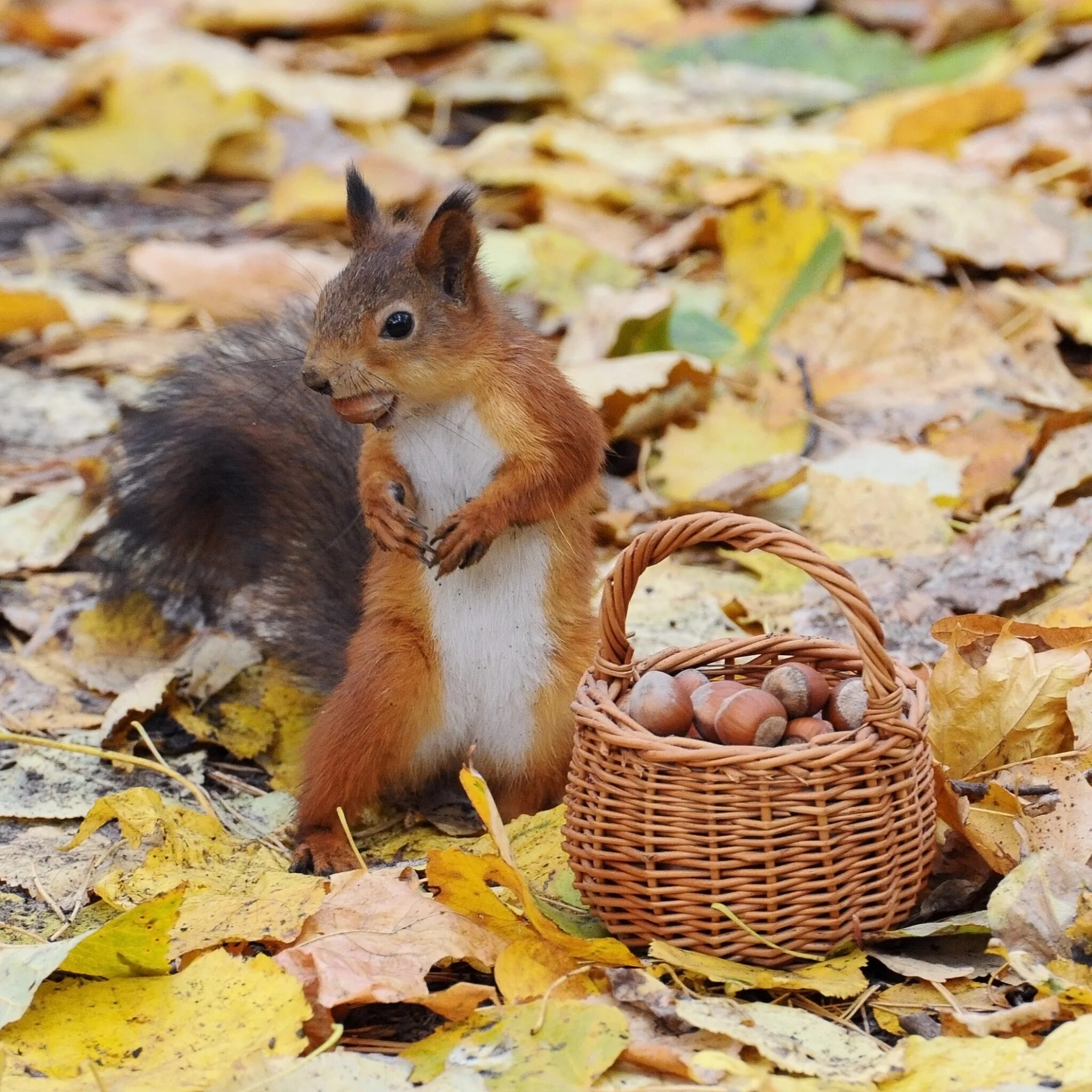 Белка прячет орехи. Осень белки. Животные осенью. Белочка в лесу. Белка с орешками.