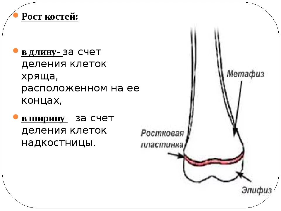 Рост трубчатых костей в толщину. Рост костей в длину. Рост кости в длину. Рост костей схема. Рост трубчатых костей в длину и толщину.