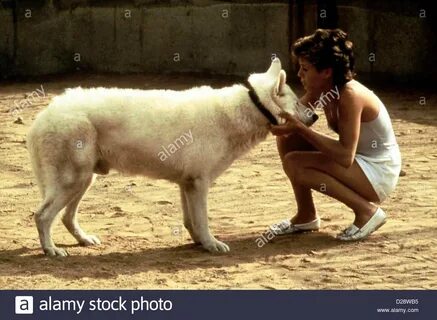 Der Weisse Hund Von Beverly Hills White Dog Kristy McNichol Julie Stock Photo, R
