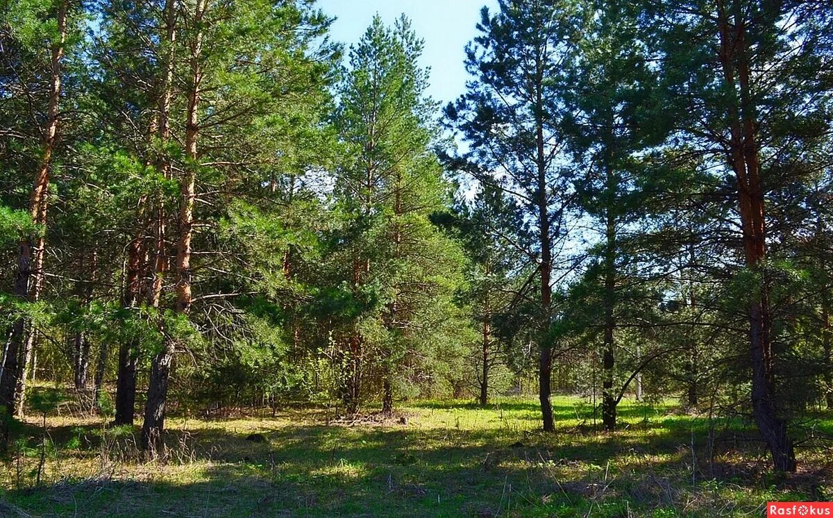 погода сосновый тульская область