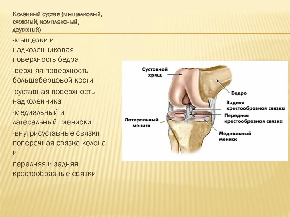 Коленный сустав соединение костей. Коленный сустав классификация анатомия. Коленный сустав мыщелковый. Мыщелковый сустав колена.