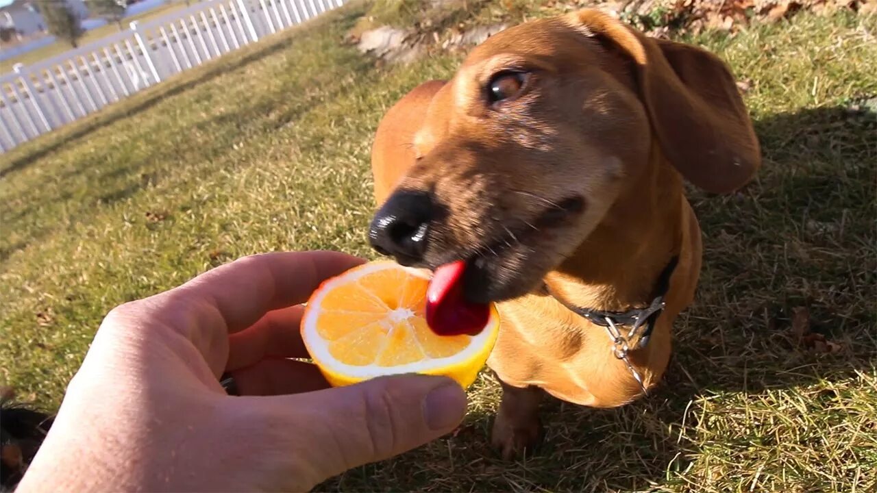 Можно собаке лимон