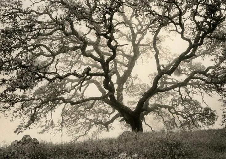 Gnarly Tree - Old Trees, Famous Trees, Landscape Art