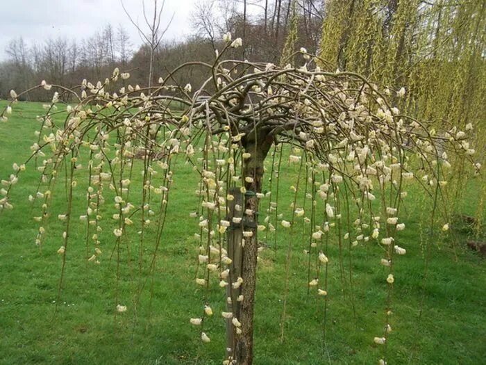 Ива Козья Пендула. Верба Козья Пендула. Salix caprea Kilmarnock. Ива Козья Килмарнок.