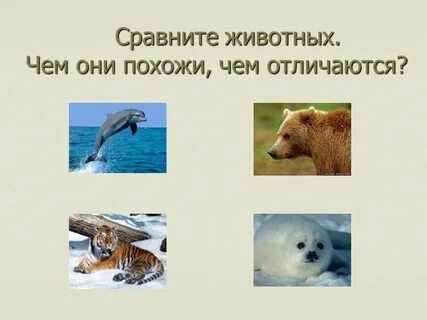 Чем они похожи