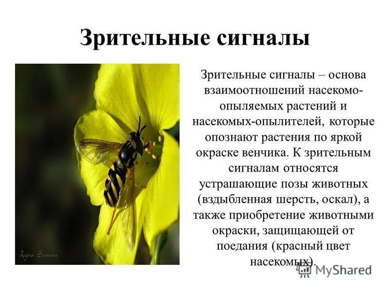 насекомые опылители слайд. растения опыляемые насекомыми. цветы опыляемые насекомыми. насекомые опылители 3 класс окружающий мир. слайд на тему насекомые опылители.