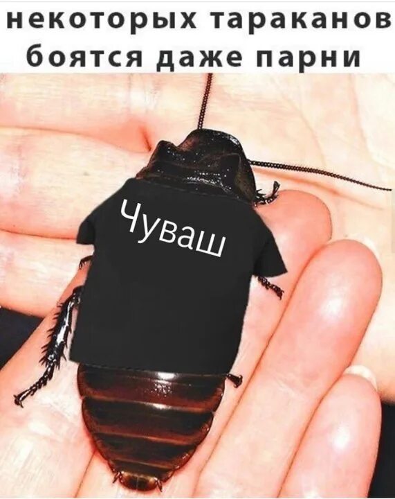 Таракан боится мышь. Таракан мем. таракан прикольный. мемы с тараканами. таракан прикол.