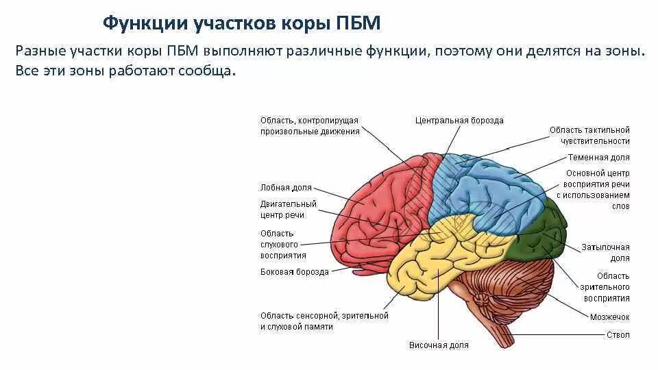 Основные отделы головного мозга и их функции. Доли коры и их основные функции. Отдел головного мозга включающий кору