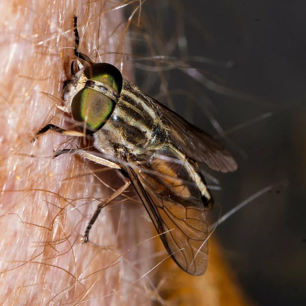 Слепень бычий Tabanus bovinus. Tabanus sudeticus. Паут и Овод. Паут Овод слепень.