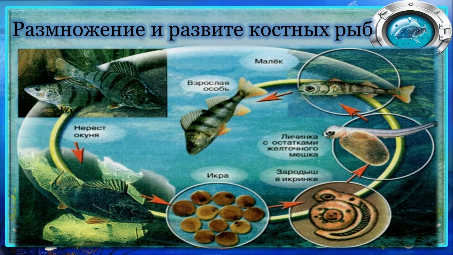 Цикл развития костных рыб. Цикл развития рыбы схема стадии развития. Цикл развития рыб 7 класс. Размножение рыб.