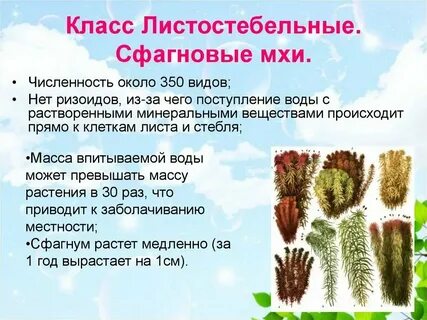 Определение моховидные 7 класс биология