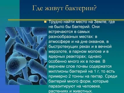 Для жизни бактерий необходима