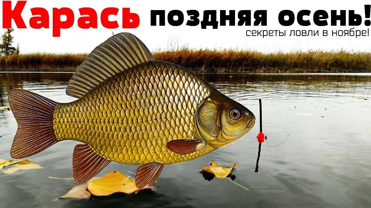 ЛОВЛЯ КАРАСЯ ОСЕНЬЮ #на поплавочную удочку - YouTube