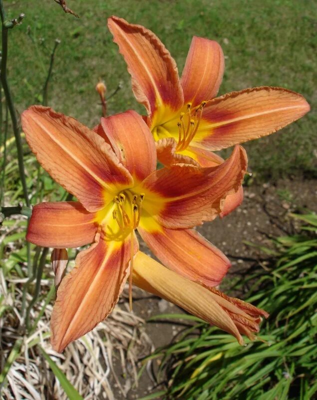 Хемерокалис цветок фото и описание выращивание. Лилейник Фульва. Лилейник оранжевый хемерокалис. Лилейник хемерокаллис. Хемерокаллис оранжевый.