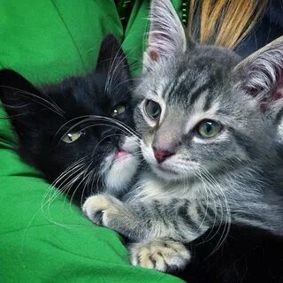 Cat sisters