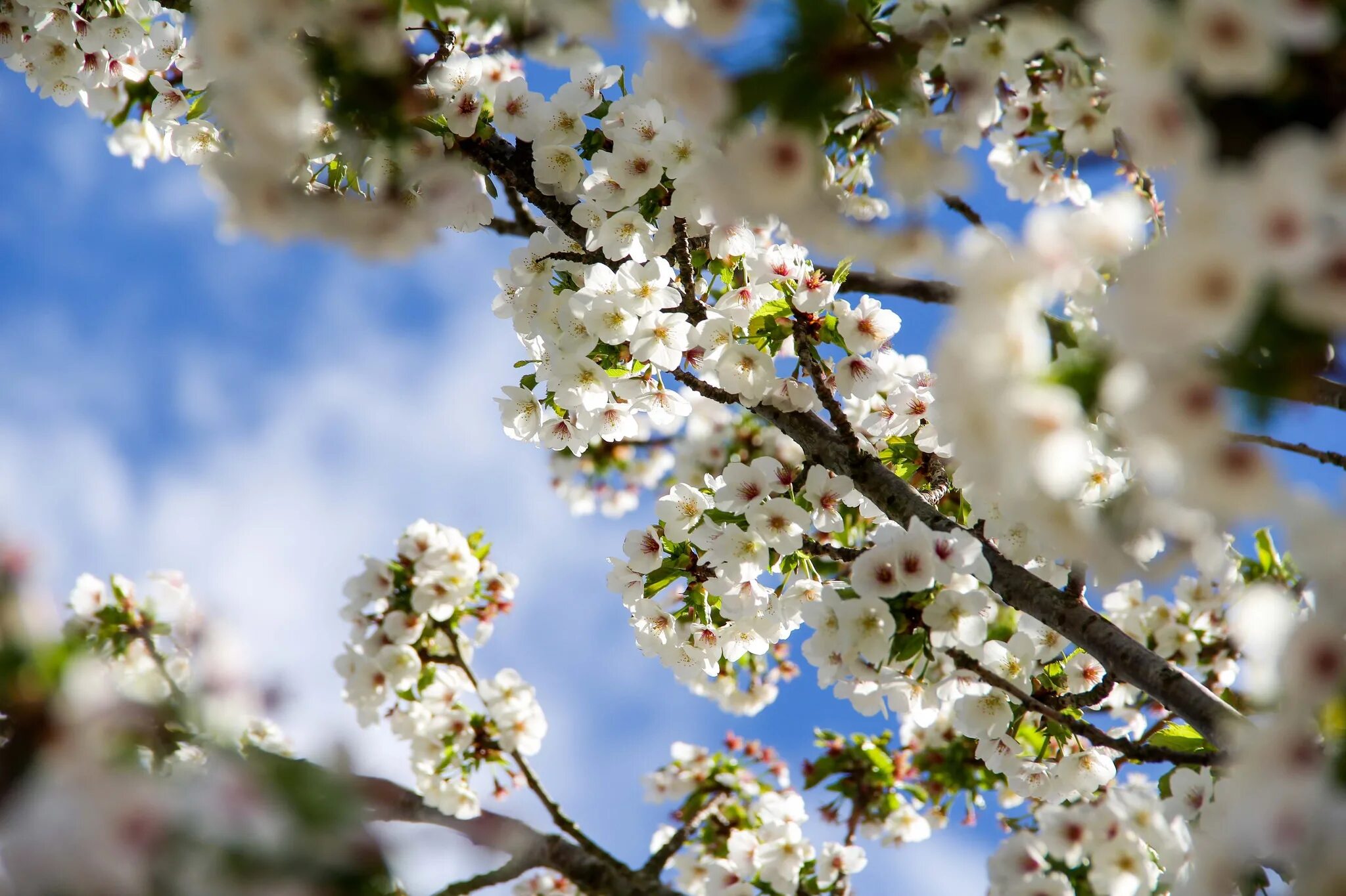 White spring. Весенние картинки на рабочий стол.