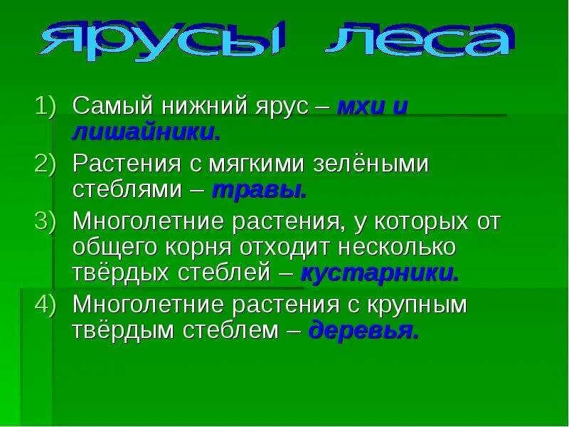 Самый нижний ярус