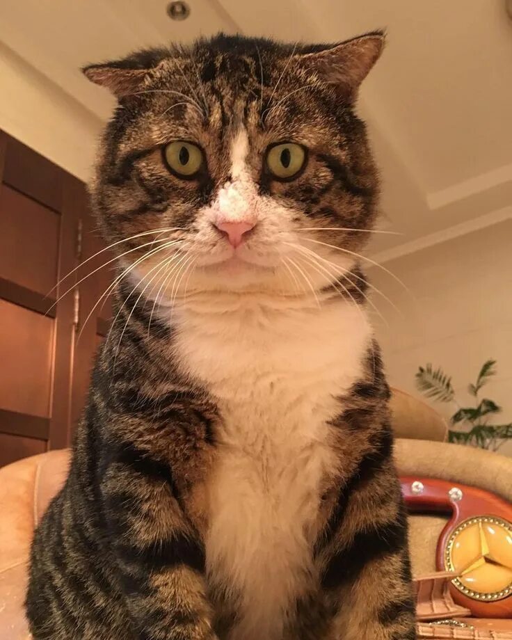 Pin on Котеги Derpy cats, Cute cats, Pretty cats