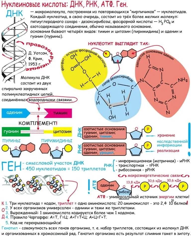 Соединение в днк клетки. Строение нуклеиновых кислот биология 10 класс. Нуклеиновые кислоты строение и функции ДНК И РНК ЕГЭ биология. Нуклеиновые кислоты функция 8 класс биология.