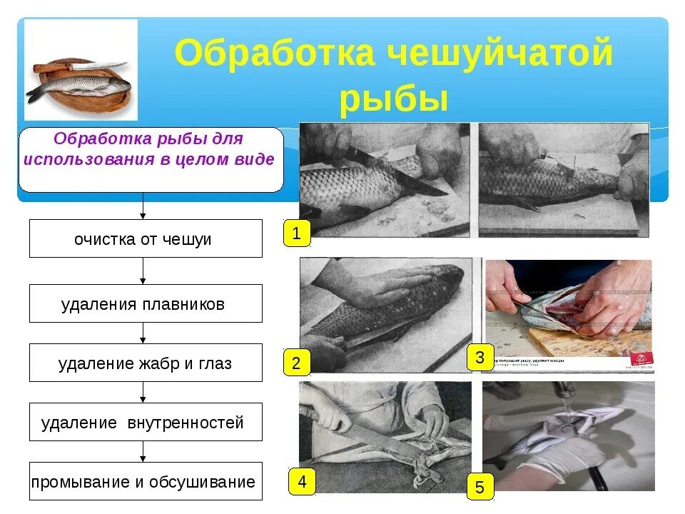 Лишние этапы обработки. Схема первичной обработки чешуйчатой рыбы. Схема разделки чешуйчатой рыбы. Процесс разделки Бесчешуйчатой рыбы. Первичная обработка Бесчешуйчатой рыбы.