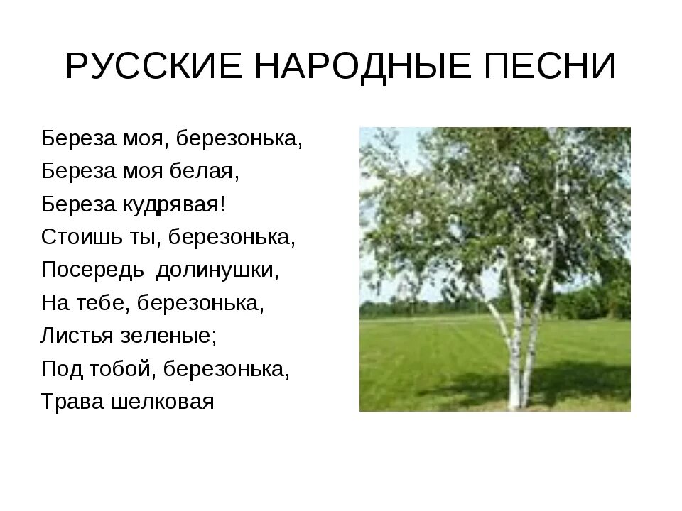 Народная поле береза стояла. Русские народные песни тексты. стихи о русском народе. береза моя берез анька. берёза моя берёзонька берёза моя белая.