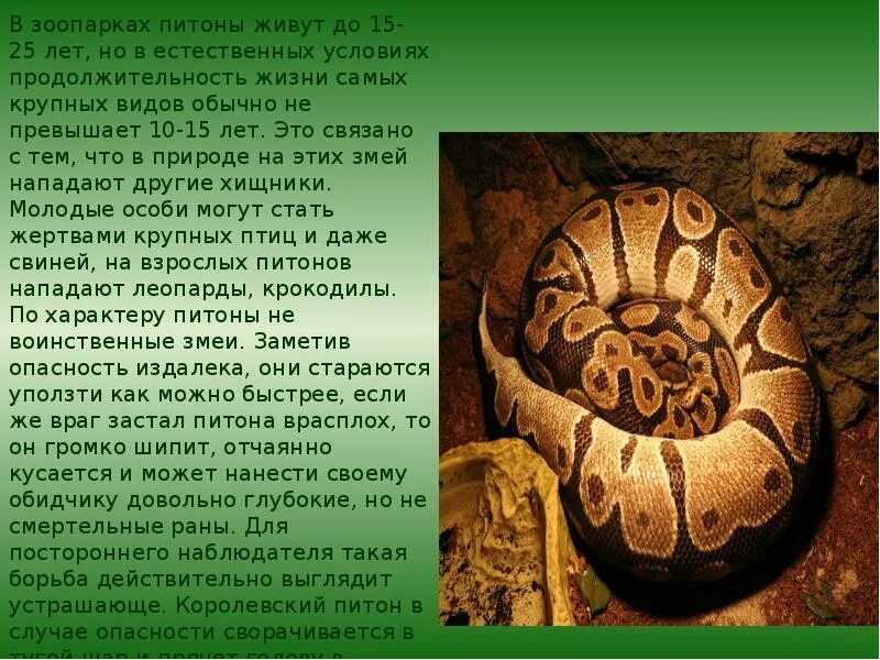 Удав класс. Краткий рассказ про питона. Доклад про питона. Сообщение о змее питон. Небольшое сообщение об питоне.