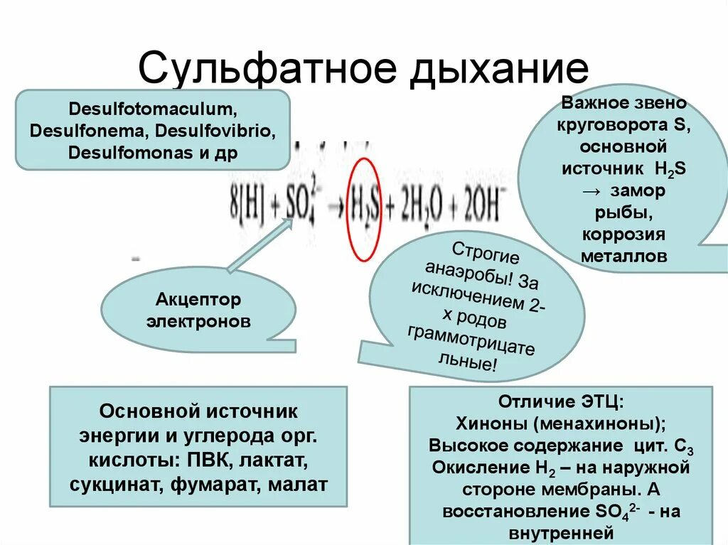 Дыхание прокариот. Сульфатное дыхание бактерий схема. Сульфатное дыхание микроорганизмов. Дыхательные процессы у прокариотов. Нитратное дыхание бактерий.