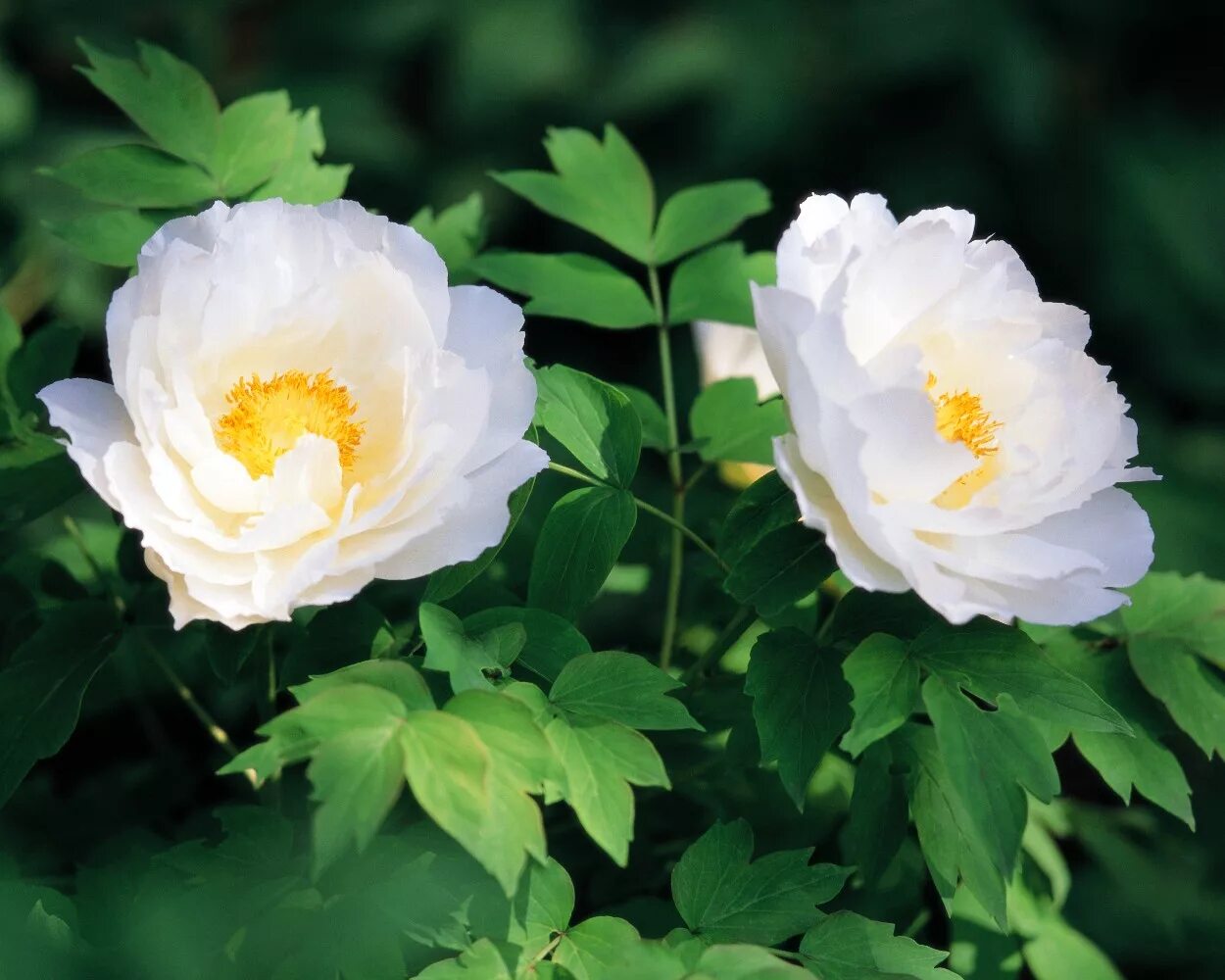 пион водяная лилия. пион водная лилия. лотос орхидейный. пион розовая водяная лилия. пион травянистый розовый будда.