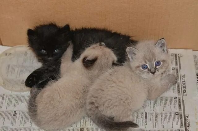 логотип турбины спидвей. в хорошие руки маленькую собачку балаково. отдаю щенка мелкой породы. добрые руки балаково. отдам котят ул гурьянова.