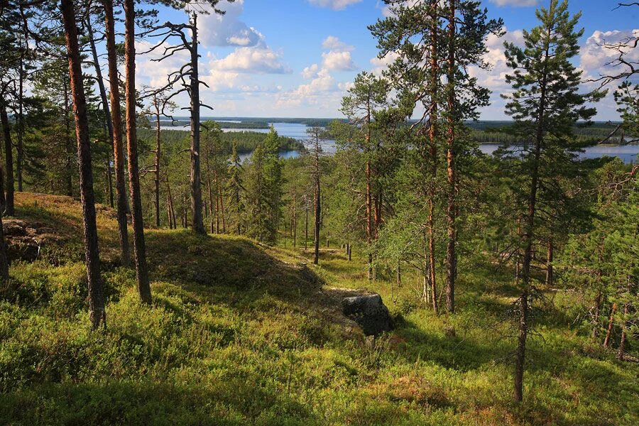 Карелия край озер и лесов. Олонецкий заказник Карелии. Олонецкий Зоологический заказник. Сосновый лес карельского перешейка. Сосновый лес на Кольском полуостров.